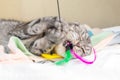 A gray Scottish fold cat with yellow eyes lies on the bed and plays with feathers on a string. Royalty Free Stock Photo