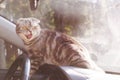 A gray Scottish fold cat with yellow eyes sits in the car.