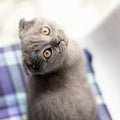 Gray Scottish Fold kitten on a blue pillow Royalty Free Stock Photo