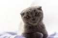 Gray Scottish Fold kitten on a blue pillow Royalty Free Stock Photo