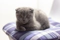 Gray Scottish Fold kitten on a blue pillow Royalty Free Stock Photo