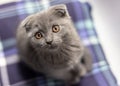 Gray Scottish Fold kitten on a blue pillow Royalty Free Stock Photo