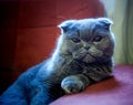 Gray Scottish Fold