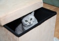 gray scottish kitten with green eyes peeks curiously out of the box Royalty Free Stock Photo