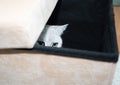 gray scottish kitten with green eyes peeks curiously out of the box Royalty Free Stock Photo