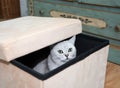 gray scottish kitten with green eyes peeks curiously out of the box Royalty Free Stock Photo