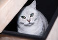 gray scottish kitten with green eyes peeks curiously out of the box Royalty Free Stock Photo