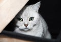 gray scottish kitten with green eyes peeks curiously out of the box Royalty Free Stock Photo