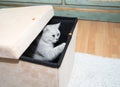 gray Scottish kitten with green eyes wants to eat treat and looks out of the box Royalty Free Stock Photo