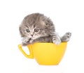 Gray scottish kitten in large cup. isolated on white background Royalty Free Stock Photo