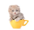 Gray scottish kitten in yellow cup. isolated on white background Royalty Free Stock Photo