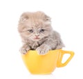 Gray scottish kitten in yellow cup. isolated on white background