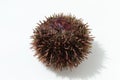 Gray sea urchin Strongylocentrotus intermedius isolated on white background closeup