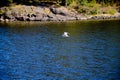 A gray seagull flies low over the blue water of a lake on a clear, sunny, summer day. Royalty Free Stock Photo