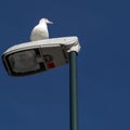 Gray Seagull keeping a watchfull eye Royalty Free Stock Photo