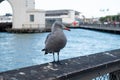 Gray seagull. Pier 39. San Francisco, California, USA Royalty Free Stock Photo