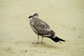 Gray seagull on sandy beach