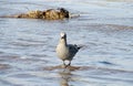 Gray seagull on the sea beach