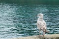 Gray seagull seen from its back, looking to its left. Tazones, Asturias