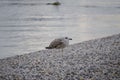 Gray seagull staning on the gravel beach at the town of Rovinj, during calm, silent winter sunset