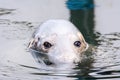 Gray seal Halichoerus grypus in `Fokarium` Hel, Poland