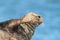 Gray Seal (Halichoerus grypus)  Helgoland Germany Royalty Free Stock Photo