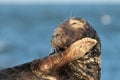 Gray Seal & x28;Halichoerus grypus& x29;  Helgoland Germany Royalty Free Stock Photo