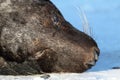 Gray Seal & x28;Halichoerus grypus& x29;  Helgoland Germany Royalty Free Stock Photo