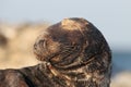 Gray Seal & x28;Halichoerus grypus& x29;  Helgoland Germany Royalty Free Stock Photo