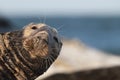 Gray Seal (Halichoerus grypus)  Helgoland Germany Royalty Free Stock Photo