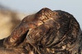 Gray Seal & x28;Halichoerus grypus& x29;  Helgoland Germany Royalty Free Stock Photo