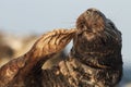 Gray Seal & x28;Halichoerus grypus& x29;  Helgoland Germany Royalty Free Stock Photo