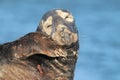 Gray Seal & x28;Halichoerus grypus& x29;  Helgoland Germany Royalty Free Stock Photo