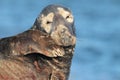 Gray Seal & x28;Halichoerus grypus& x29;  Helgoland Germany Royalty Free Stock Photo