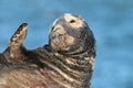 Gray Seal (Halichoerus grypus)  Helgoland Germany Royalty Free Stock Photo