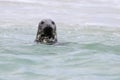 Gray Seal