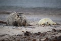 Gray Seal (Halichoerus grypus) wiht Pup , Germany Royalty Free Stock Photo