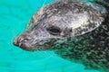 Gray seal mammal north sea Royalty Free Stock Photo