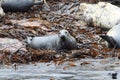 Gray seal mammal north sea