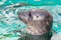 Gray seal mammal north sea Royalty Free Stock Photo