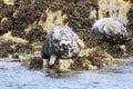 Gray seal mammal north sea