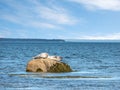 Gray seal pup portrait, wandering on the shore, looking at camera, Bic National Park, Quebec, Canada