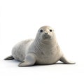 Adorable Seal Pup Resting on White Background Royalty Free Stock Photo