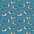 Gray seals on blue pattern