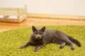 Gray serious, angry cat lies on a green carpet at home. Royalty Free Stock Photo