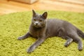Gray serious, angry cat lies on a green carpet at home. Royalty Free Stock Photo