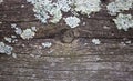 Gray shabby wooden plank surface witn foliose lichen on it