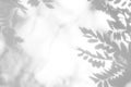 Gray shadow of the leaves on a white wall Royalty Free Stock Photo