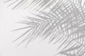 Gray shadow of natural palm leaves on a white concrete textured wall Royalty Free Stock Photo