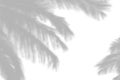 Gray shadow of the palm leaves on a white wall Royalty Free Stock Photo